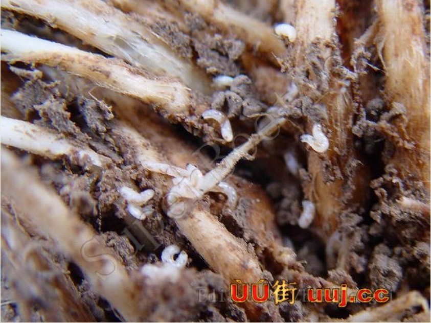  p>韭菜迟眼蕈蚊, i>bradysia odoriphaga /i> yang et zhang,属双翅