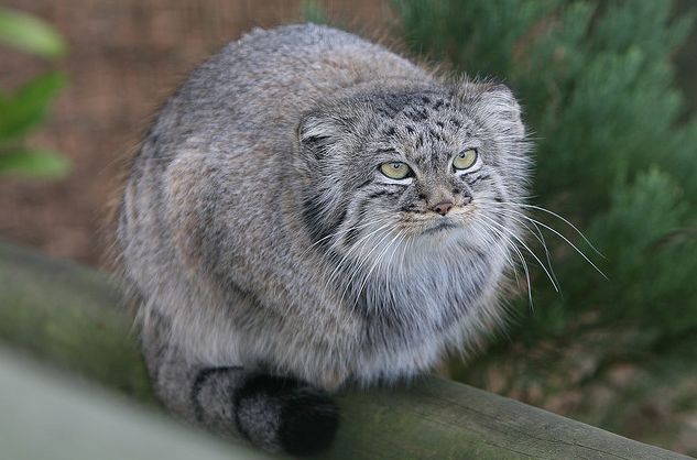 otocolobus manul