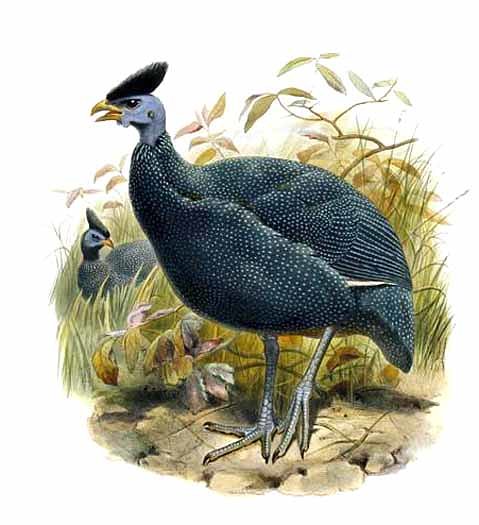 plumed guineafowl