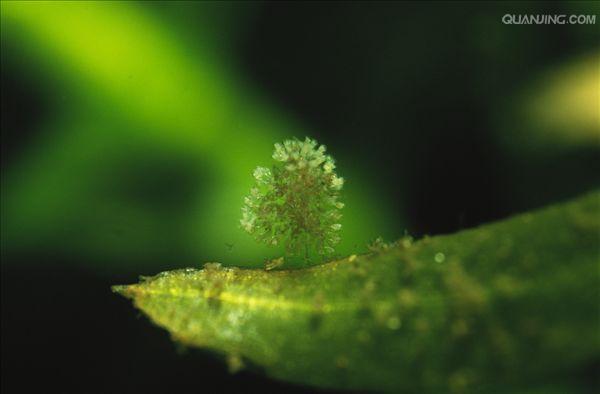 包含最简单的 a href="#" data-lemmaid="1398395">真核生物 /a>