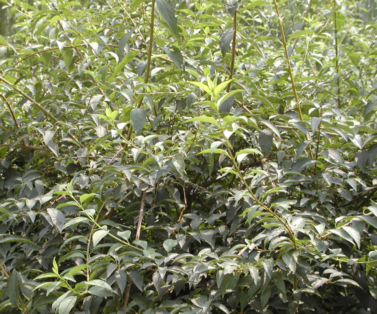 小叶白蜡树