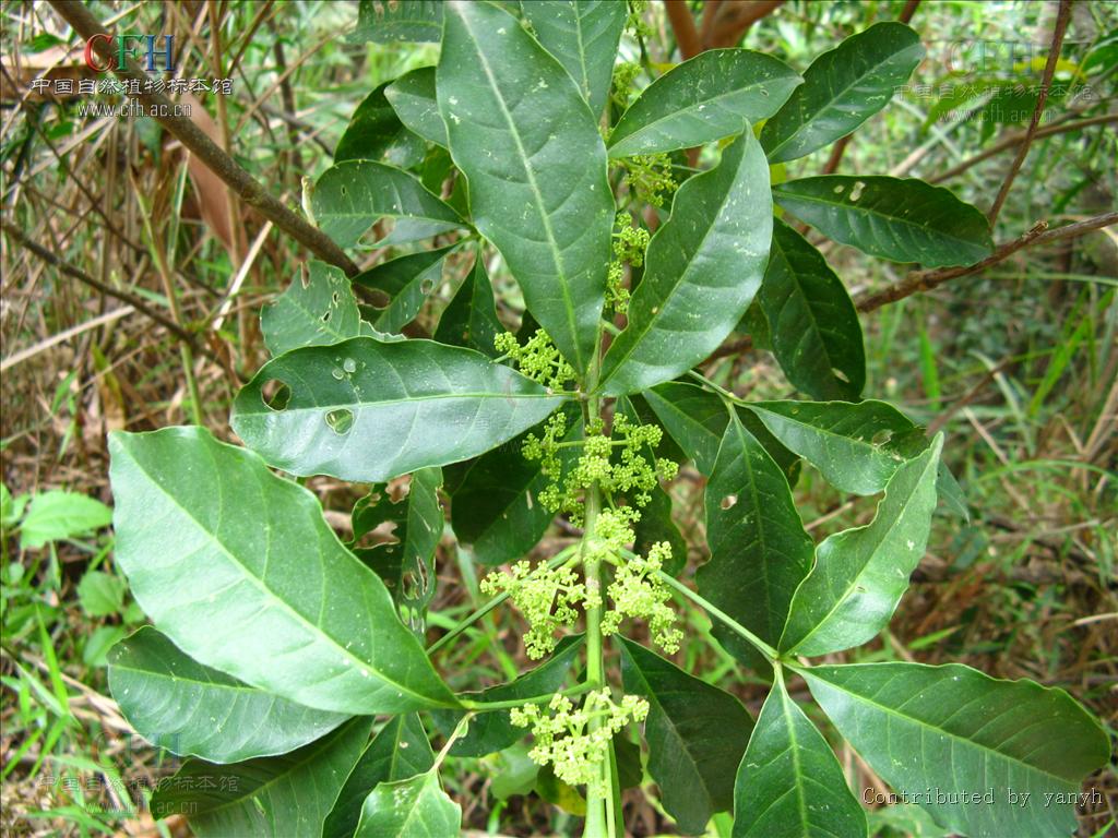  p>三桠苦(学名: i>melicope pteleifolia /i> (champ. ex benth.) t.