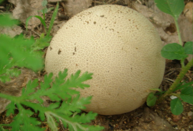  p>梨形马勃俗称灰包,马蹄包,马粪包,马屁泡,灰薛,牛屎燕,马挖,地烟