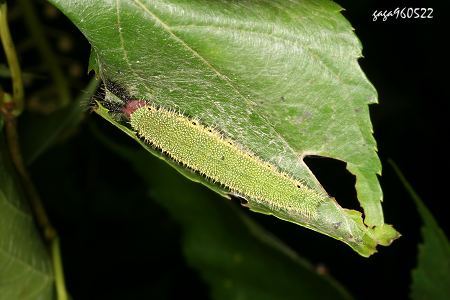  p data-id="gn3duuts9r">本种又称绢蛱蝶,黄领蛱蝶,桑蛱蝶,分布於低