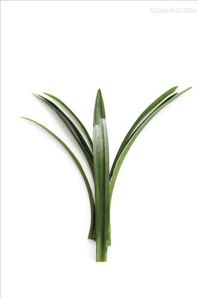  p>香露兜(学名: i>pandanus amaryllifolius /i> roxb.