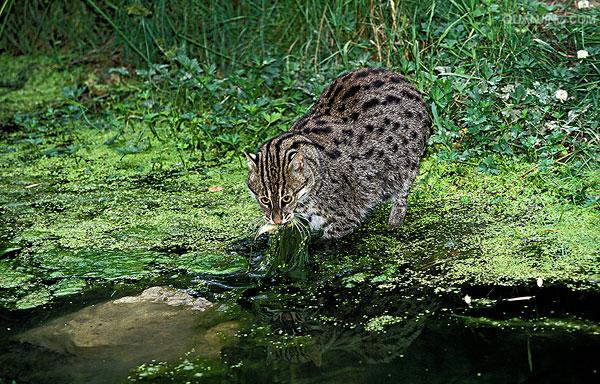  p>渔猫,是一种中等体型的 a target="_blank" href="/item/猫科动物