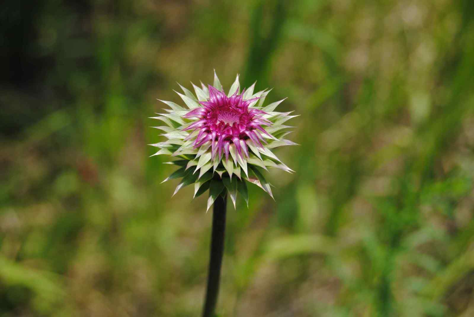 是菊科,婆罗门参属二年生 a target="_blank" href="/item/草本">