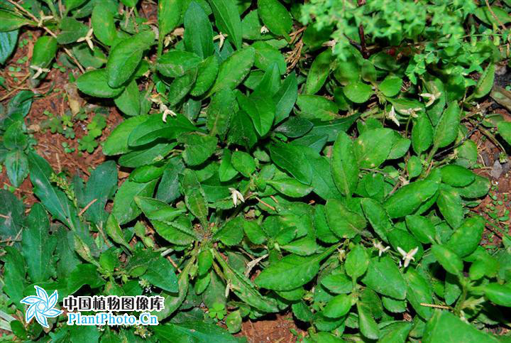  p>匍匐堇菜(学名:viola pilosa)为堇菜科堇菜属的植物.