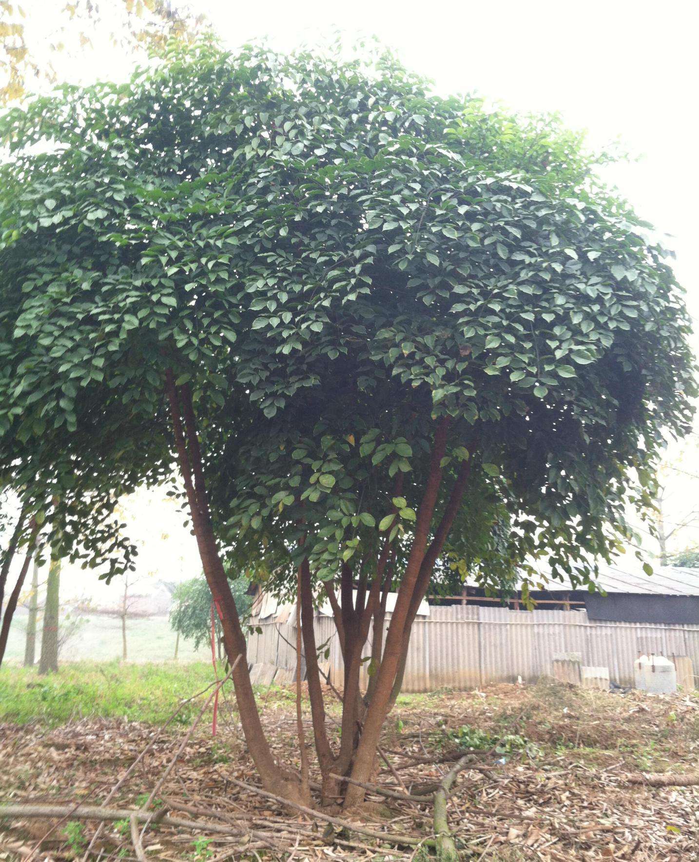 heteropanax brevipedicellatus li