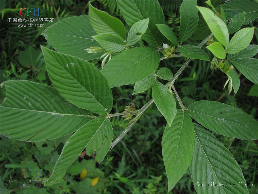 href="/item/木豆/4937130" data-lemmaid="4937130">木豆 /a>叶,中药