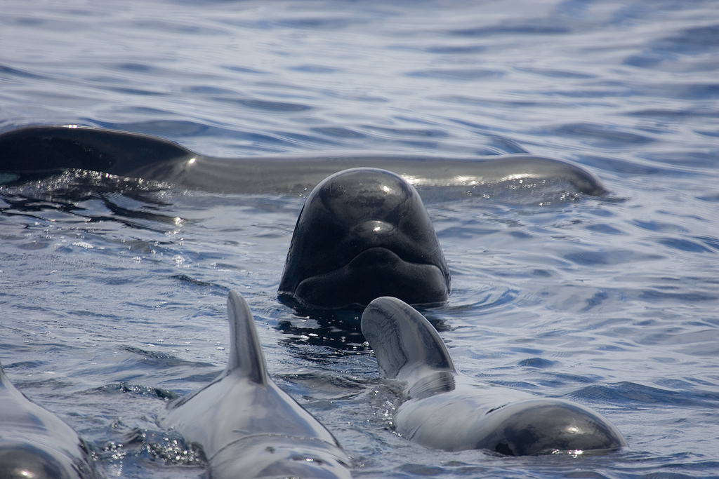 long-finned pilot whale