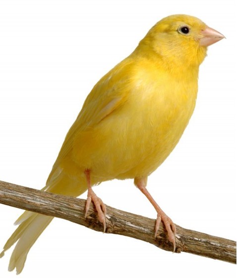 别名玉鸟, a href="#" data-lemmaid="1336057">白玉鸟 /a>,白燕, a