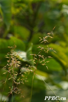  p> a href="#" data-lemmaid="4170895">硬秆子草 /a>,拉丁文名