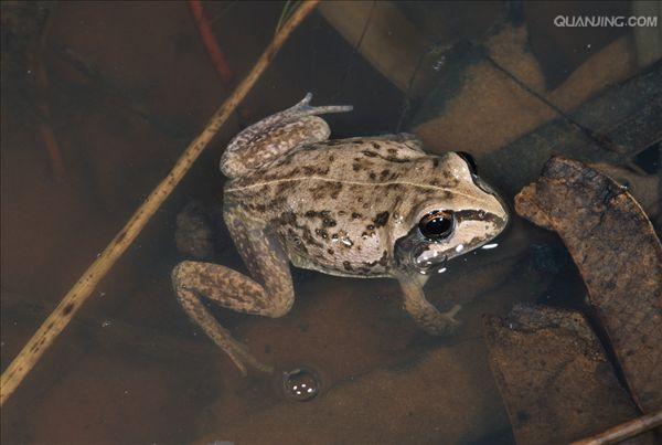  p>保水蛙,澳大利亚野生动物,为了在干旱季节存活下来,这种蛙掘洞藏入