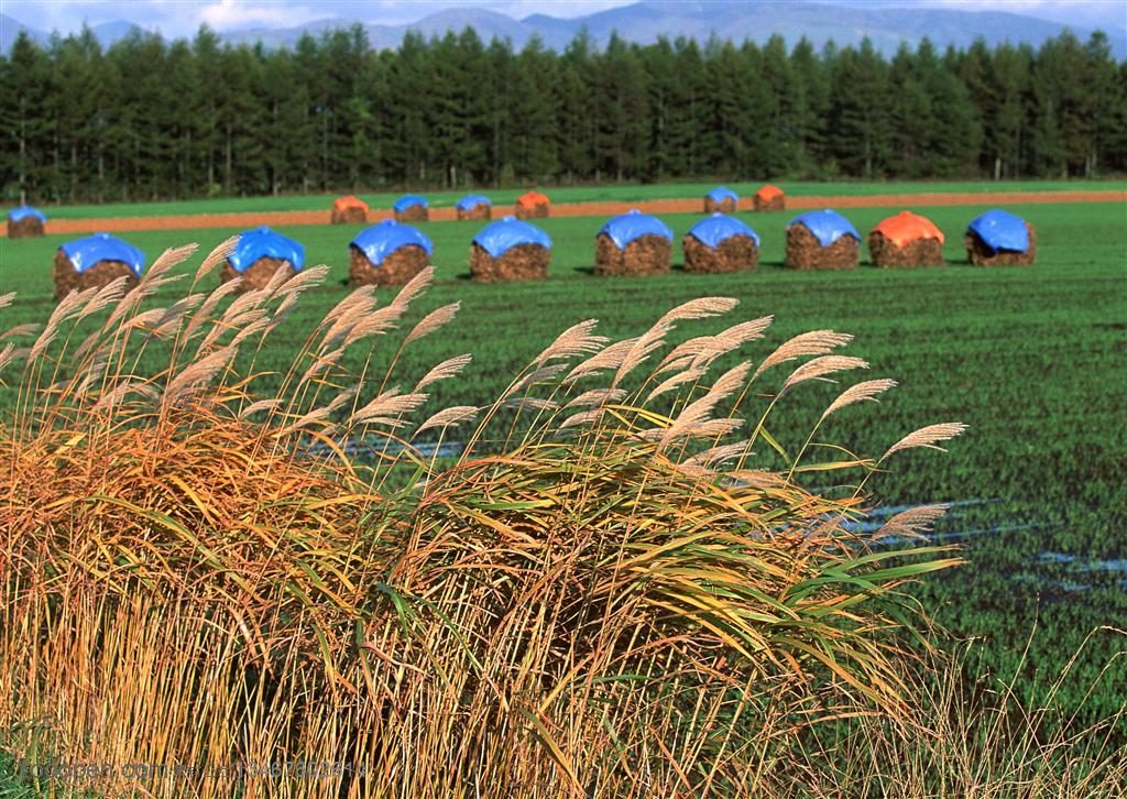 芦苇稻