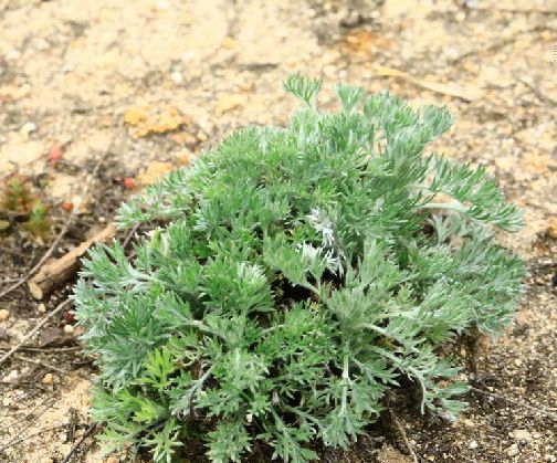  p>茵陈蒿(学名: i>artemisia capillaris /i> thunb.