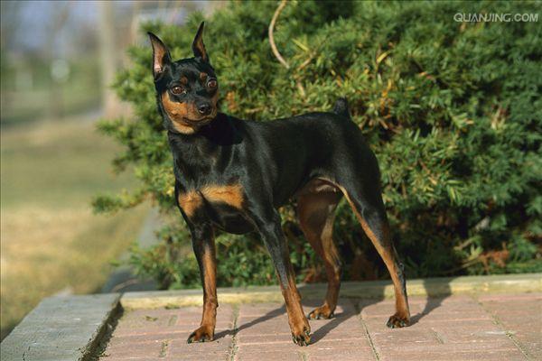 杜宾犬起源于19世纪的 a href="#" data-lemmaid="147953">德国 /a>