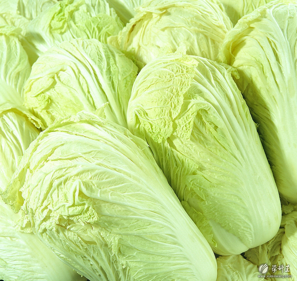  p>芸薹属(brassica)是一个十字花科下的属.