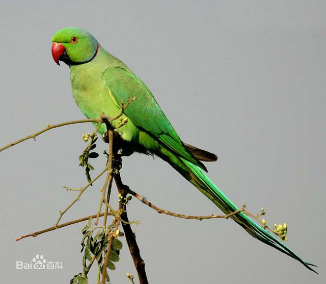  p>红领绿鹦鹉(学名: i>psittacula krameri /i>)是 a target="_blank
