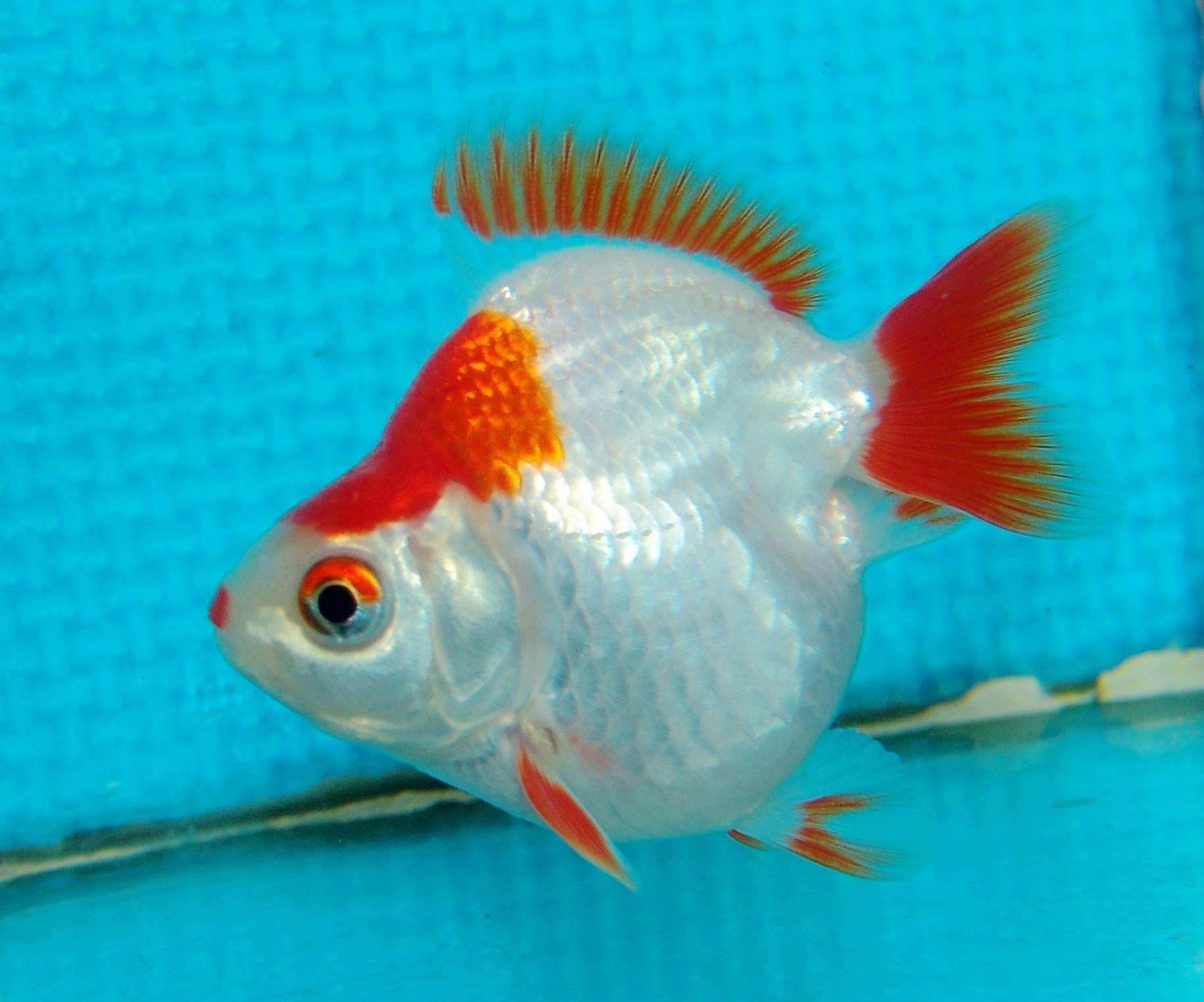  p>镏金金鱼的主要特征是体型短而圆,眼球正常,头尖,各鳍发达,四开