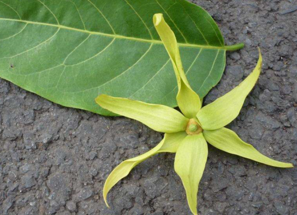 依兰花：来自东南亚的草本良药_百科TA说