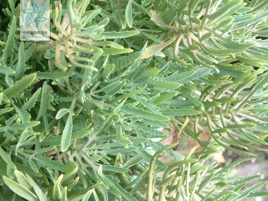  p>正别名 a href="#" data-lemmaid="3491373">五爪三七 /a>, a href