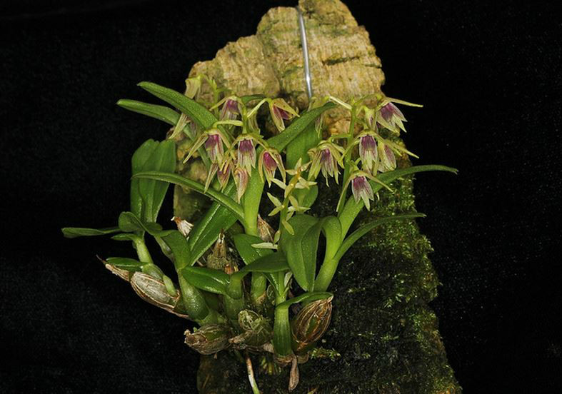  p>单葶草石斛(学名: i>dendrobium porphyrochilum /i> lindl.