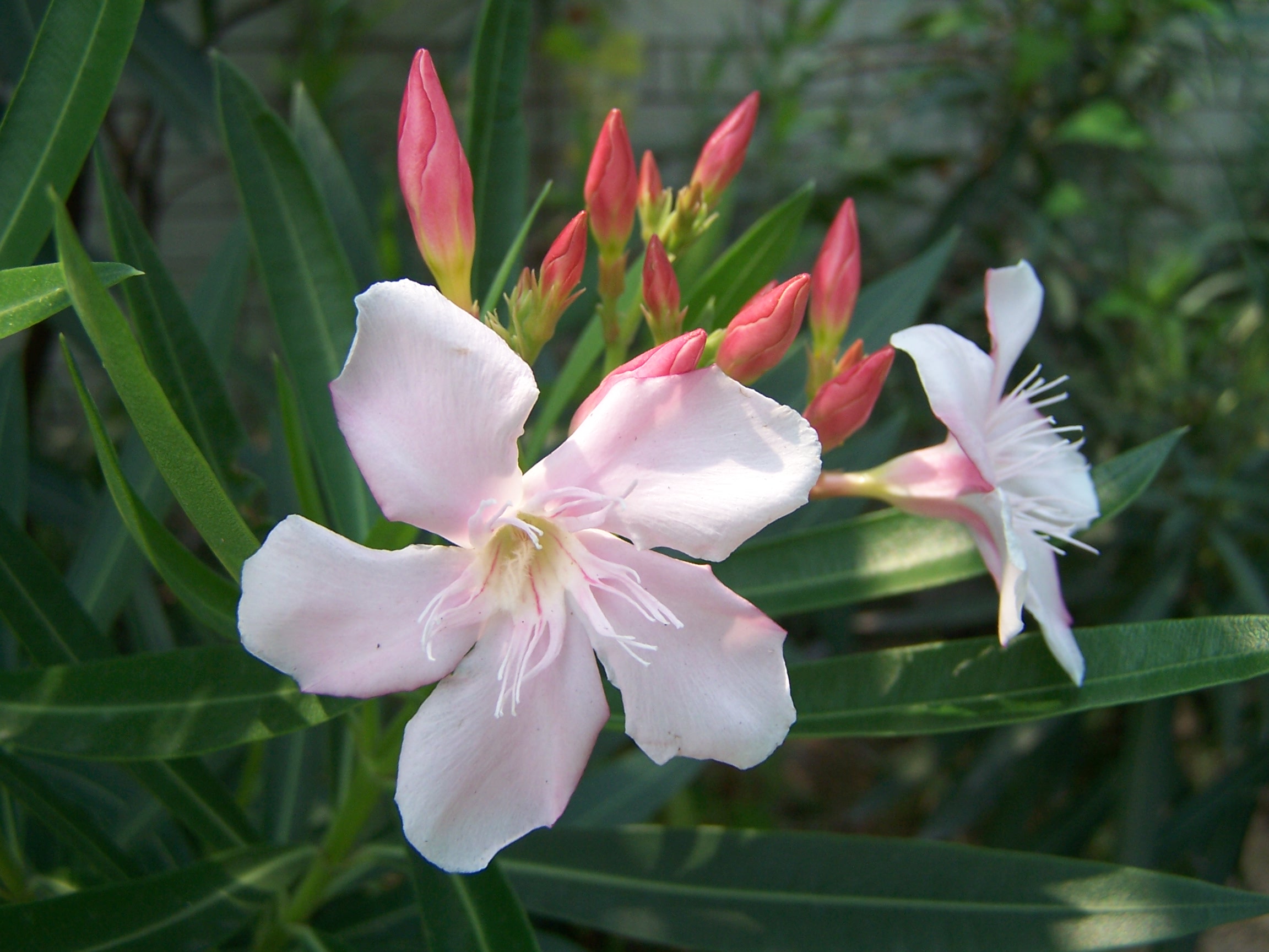  p data-id="txugejq4a7em">夹竹桃,夹竹桃属常绿直立大灌木.