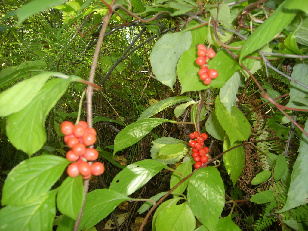  p>五味子为木兰科植物五味子schisandra chinensis (turcz.)baill.
