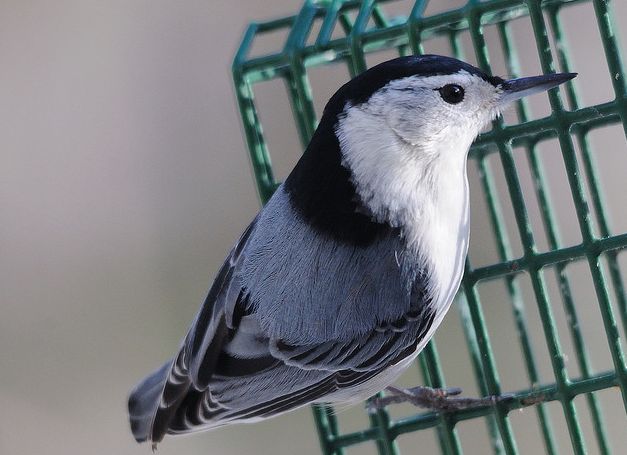 white-breasted nuthatch