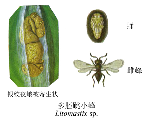 棉铃虫多胚跳小蜂