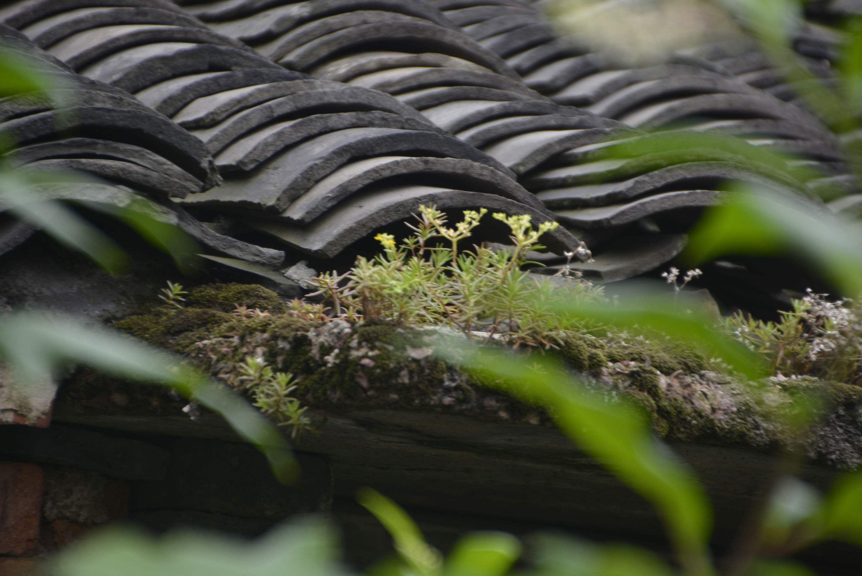  p>瓦松〔学名: i>orostachys fimbriatus /i>(turcz.