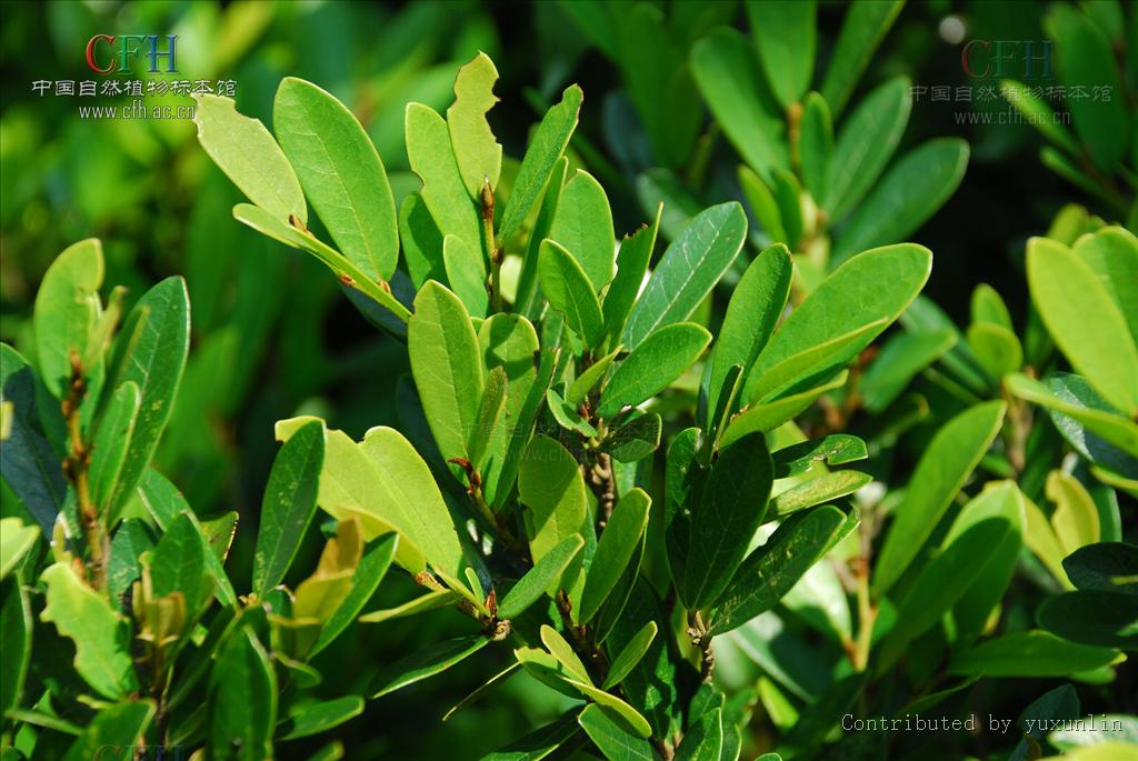  p>蚊母树(拉丁文名: i>distylium racemosum sieb.et zucc.).