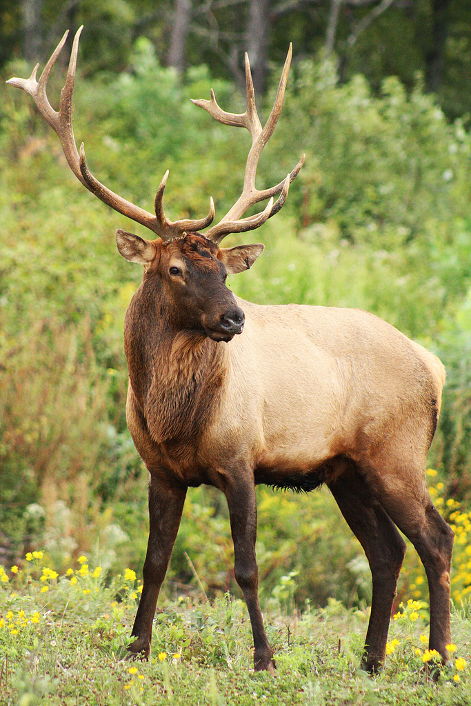  p>马尼托巴马鹿是一种脊索动物门,哺乳纲,偶蹄目,鹿科,鹿属,马鹿类