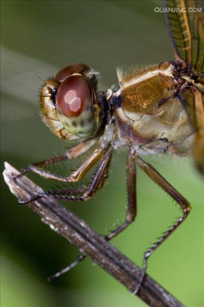 蜻蜓目幼虫