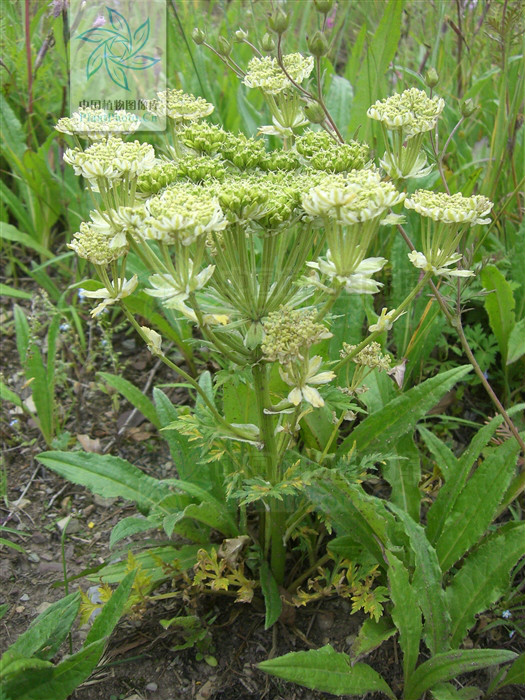 pleurospermum franchetianum hemsl.
