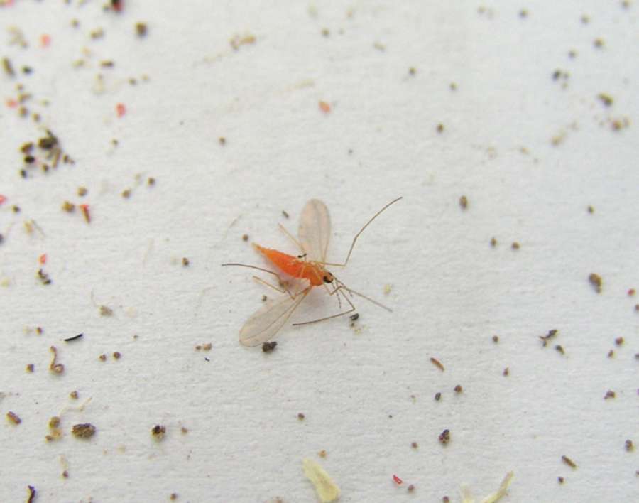 主要有麦黄吸浆虫和麦红吸浆虫两种