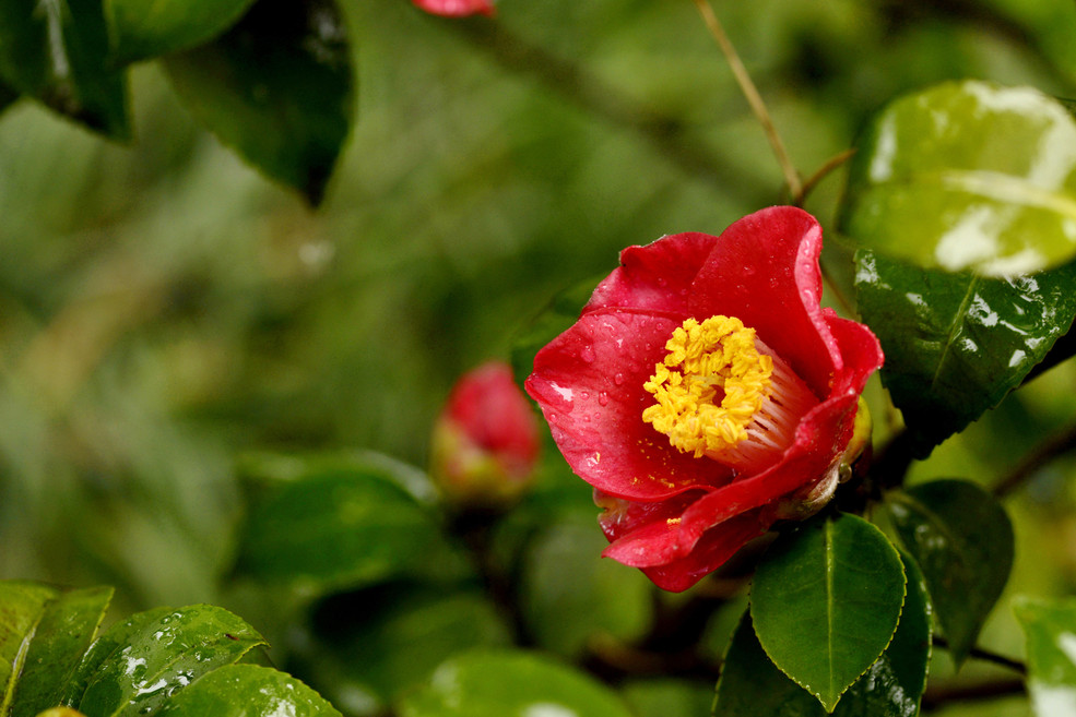 毛缘大黑红茶花