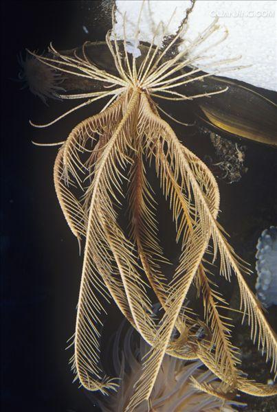  p>海百合是一种始见于早 a target="_blank" href="/item/寒武纪