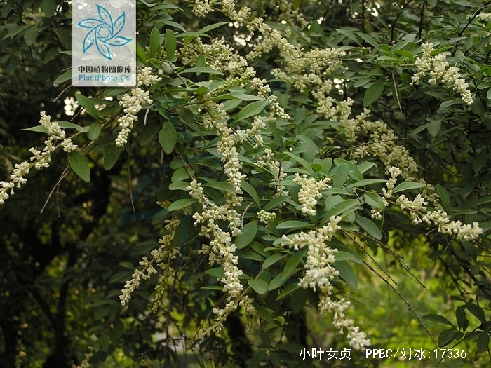  p>小叶女贞(学名: i>ligustrum quihoui /i> carr.