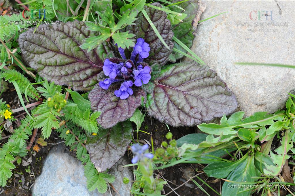 5厘米,花较少,产四川西部,生于多石草地上,海拔3900-4300米.
