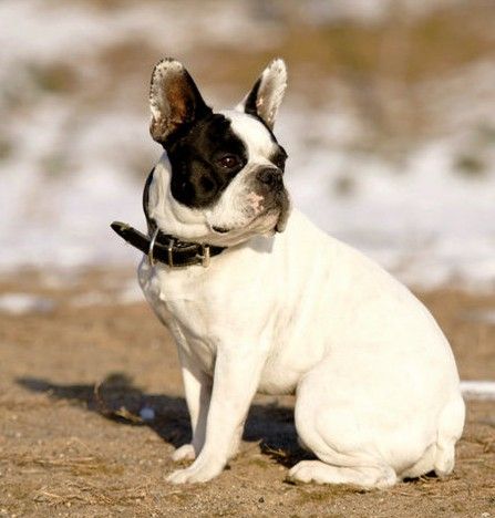  p>法国斗牛犬(french bulldog)是身体健壮,体型紧凑的小型犬,优秀的