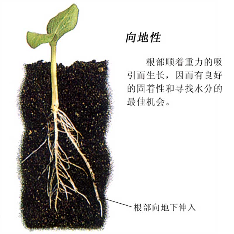  p>背地性,又称负 a target="_blank" href="/item/向地性/7478339"