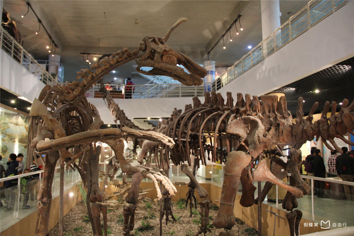 中国科学院古脊椎动物与古人类研究所中国古动物馆