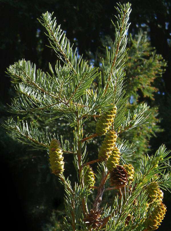 是松科,油杉属乔木,高可达40米,树皮粗糙,暗灰褐色,枝条较粗,开展;叶