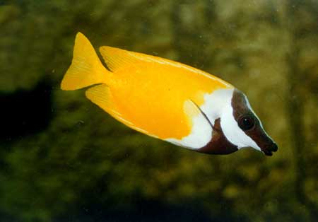  p>黄斑燕鳐,cypselurus katoptron,为飞鱼科燕鳐属的鱼类,暖水性上层