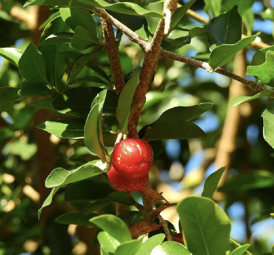 西印度樱桃