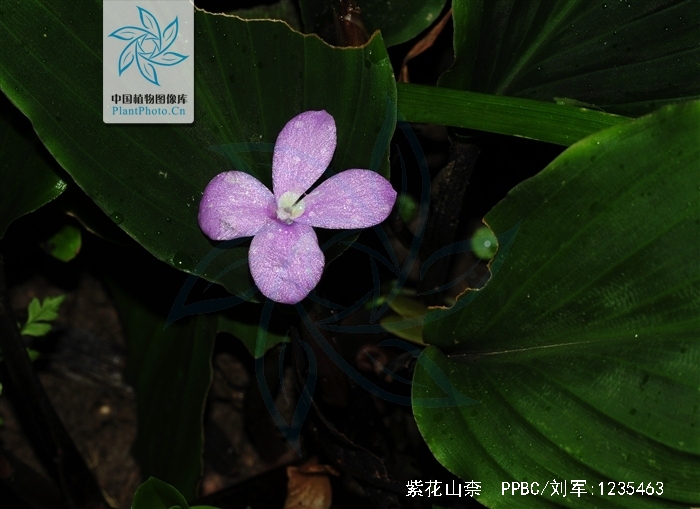 kaempferia elegans (wall.) bak.