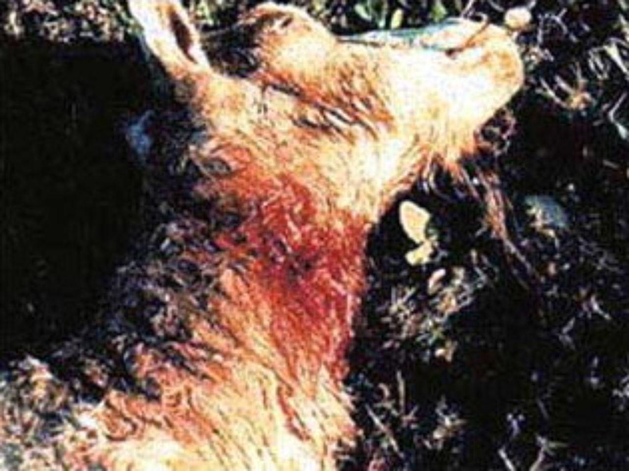  p data-id="gnx0ciq6zw"> b>卓柏卡布拉(义:吸食山羊血的怪物) /b>