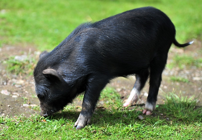  p>工布江达藏猪,西藏自治区林芝市 a target="